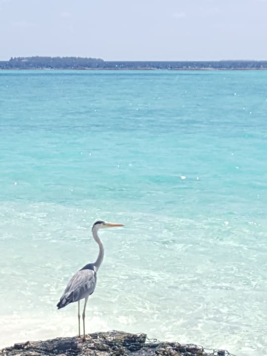 Strand Adaaran Select Meedhupparu Island Resort - Premium All Inclusive