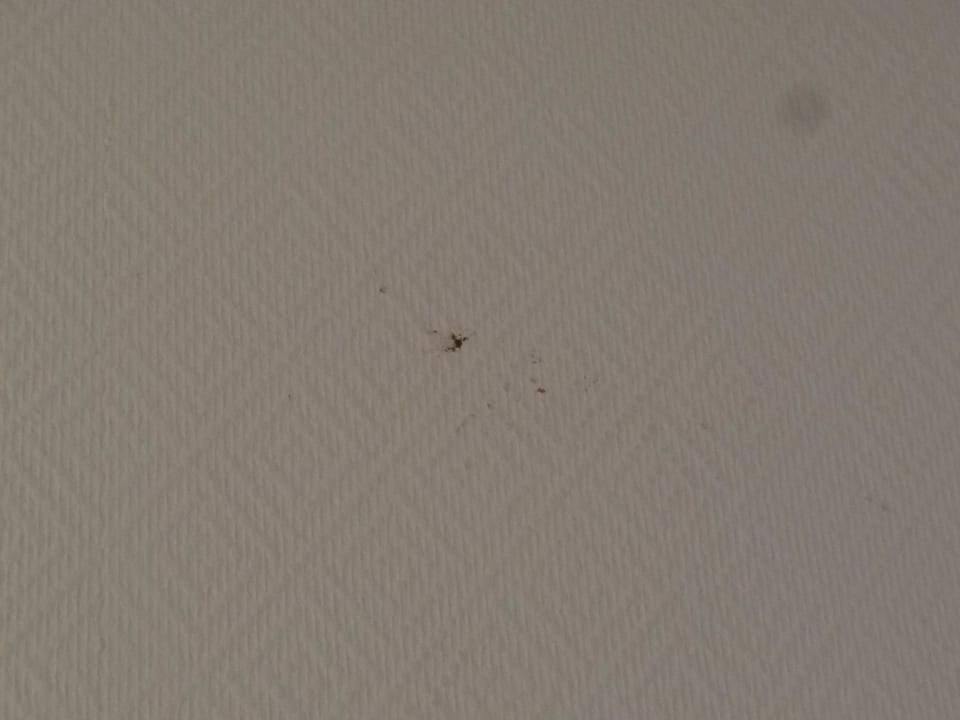 Tote Mücke 3 AKZENT Hotel Aufkirchen