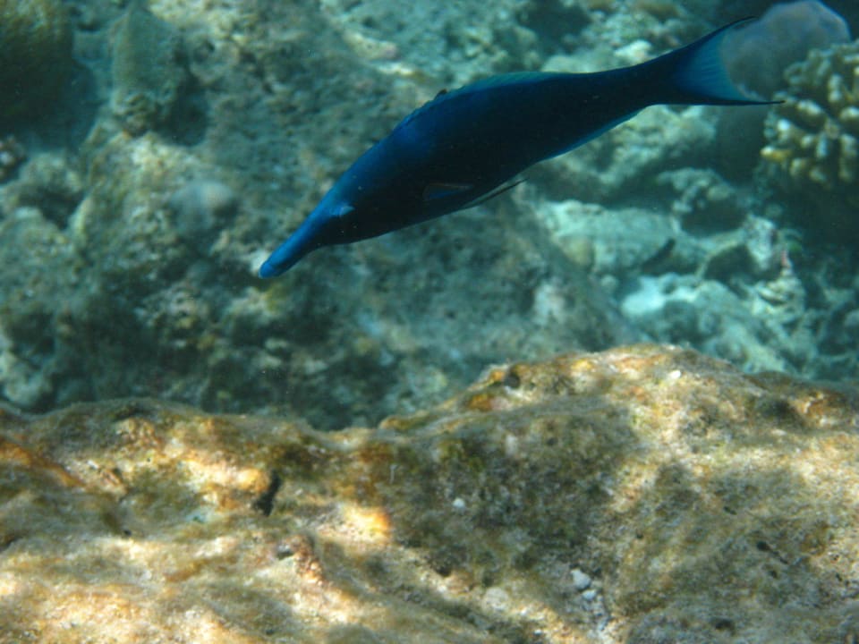 Unterwasserwelt am Hausriff NH Collection Maldives Reethi Resort