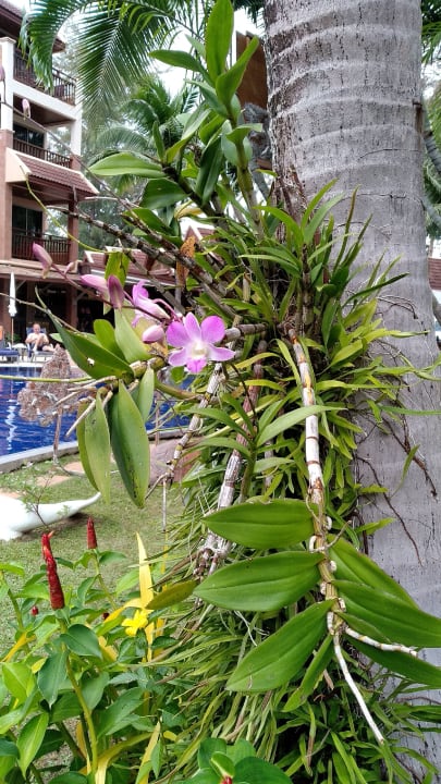 Gartenanlage Best Western Premier Bangtao Beach Resort & Spa