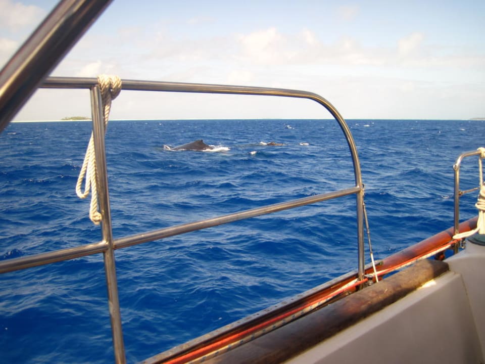 Die Wale ganz nah Hotel Fafa Island Resort