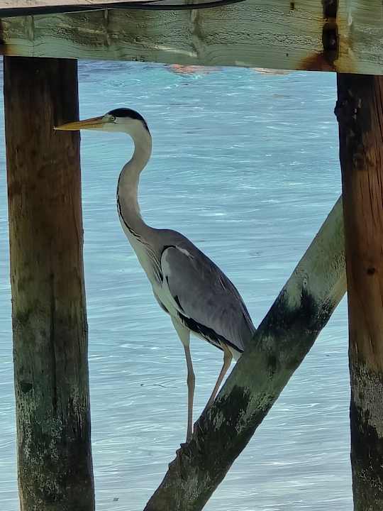 Zimmer Meeru Maldives Resort Island