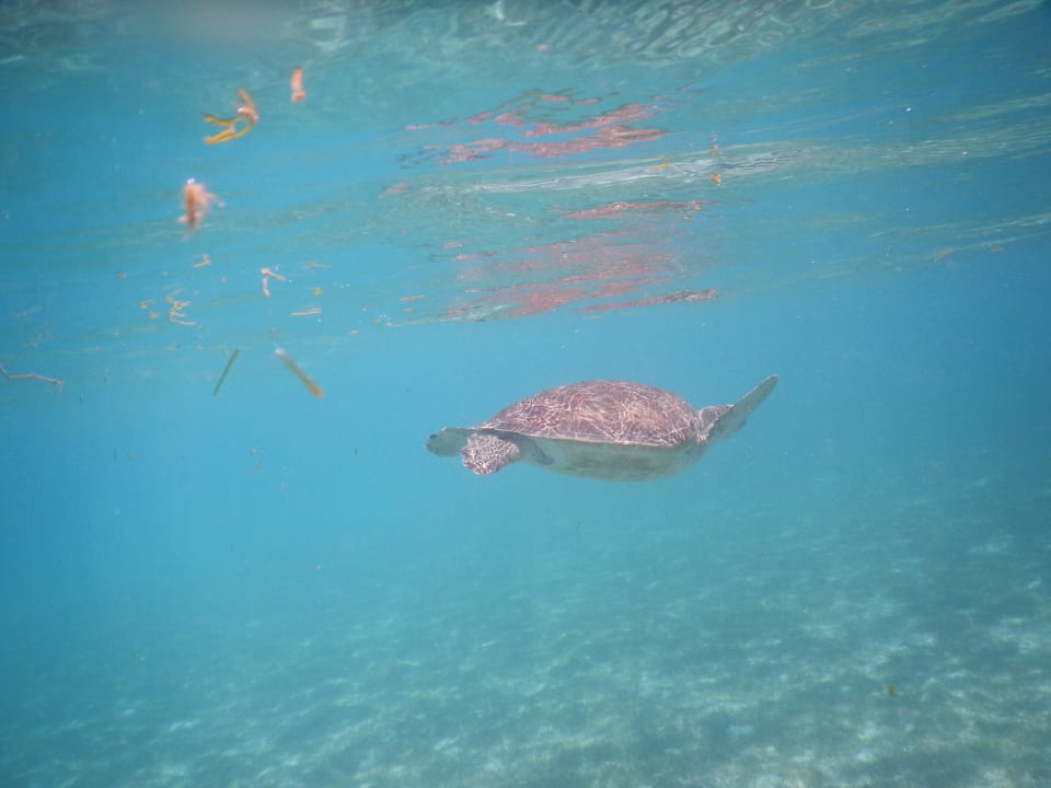 In der Lagune Kuredu Island Resort & Spa