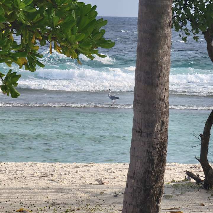 Ausblick Kuredu Island Resort & Spa