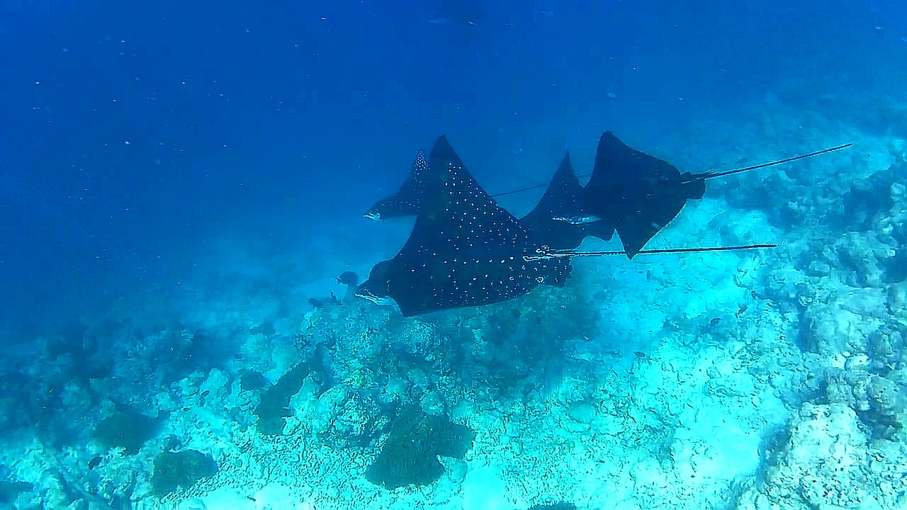 Sport & Freizeit Adaaran Select Hudhuran Fushi - Premium All Inclusive