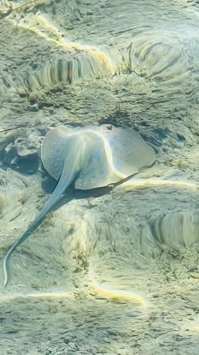 Strand Steigenberger Aqua Magic