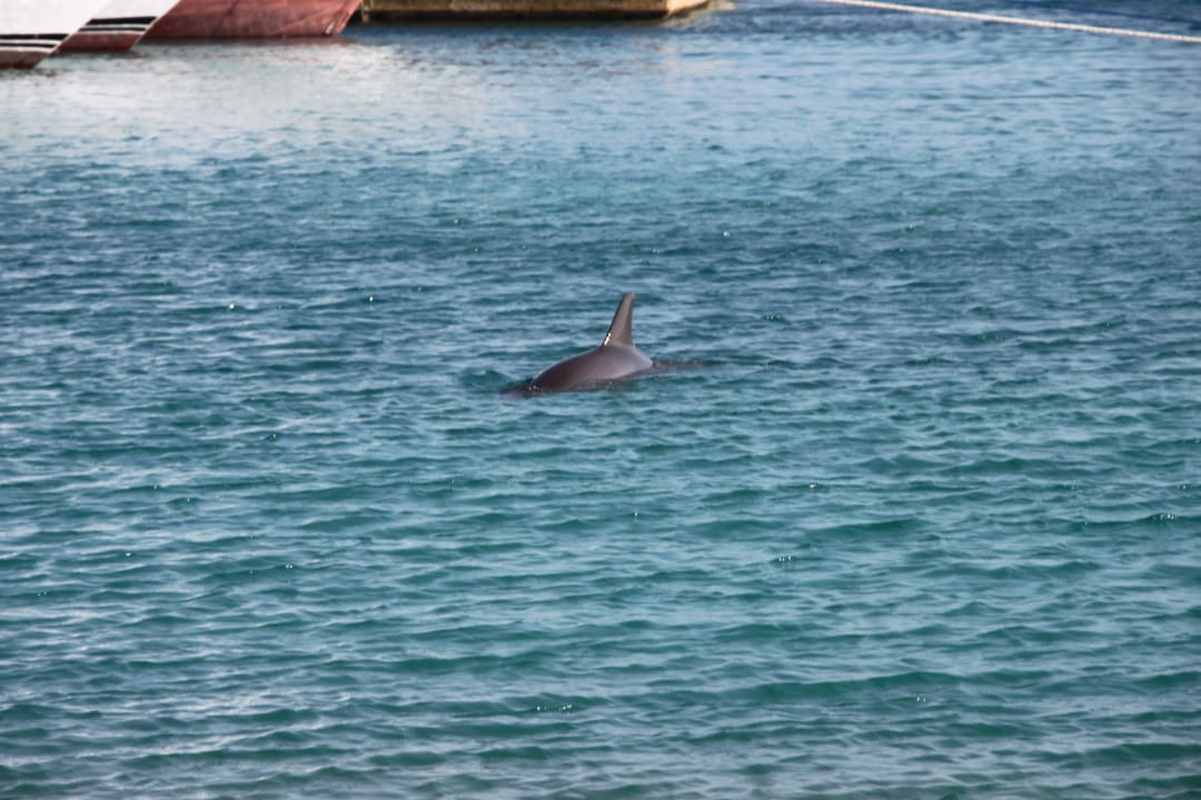 Hausdelphin Palm Beach Resort