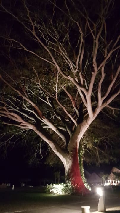 Gartenanlage Grand Decameron Panama, A Trademark All Inclusive Resort