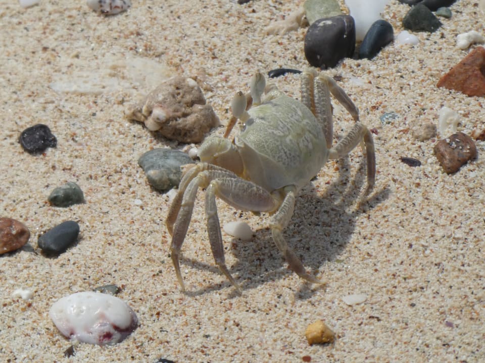 Strand Mövenpick Resort El Quseir