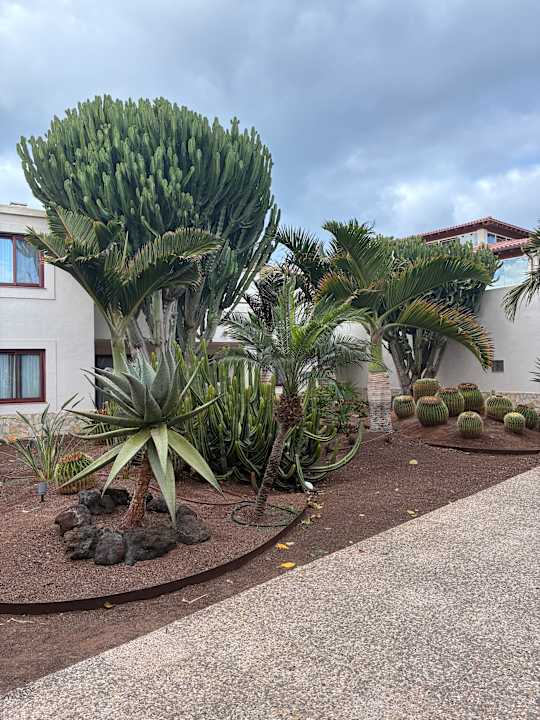 Gartenanlage Alua Suites Fuerteventura