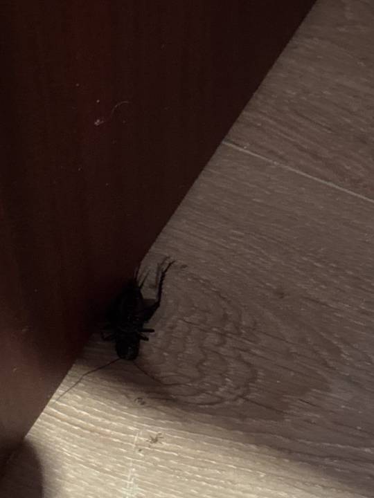 Zimmer Protur Turo Pins Hotel