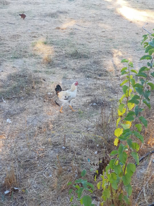 Außenansicht Ilios K Village Resort