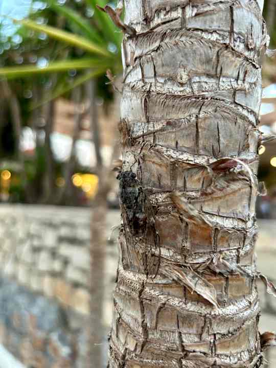 Sonstiges HARPIN Happy Days Beach Hotel