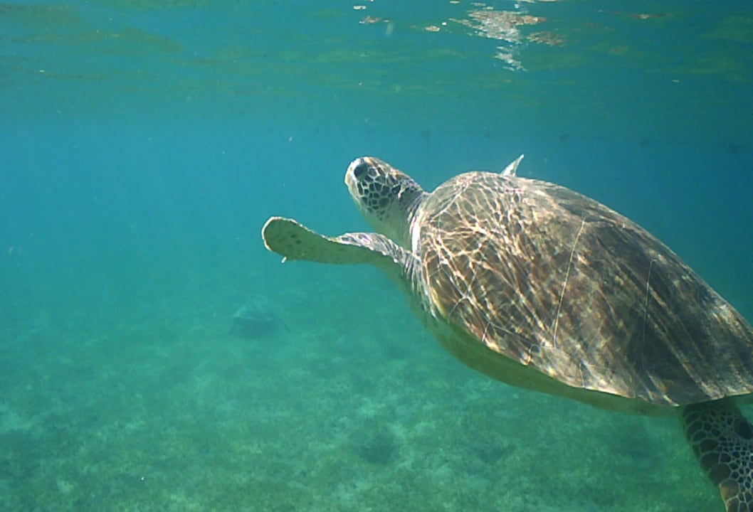 Strand Shams Alam Beach Resort