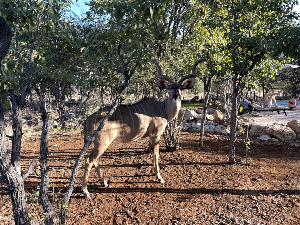 Gartenanlage Etosha Village