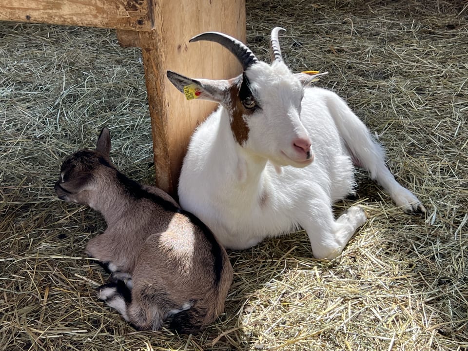 Gartenanlage Kinderhotel Felben