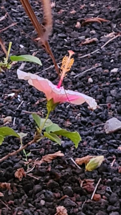 Gartenanlage Dreams Jardín Tropical