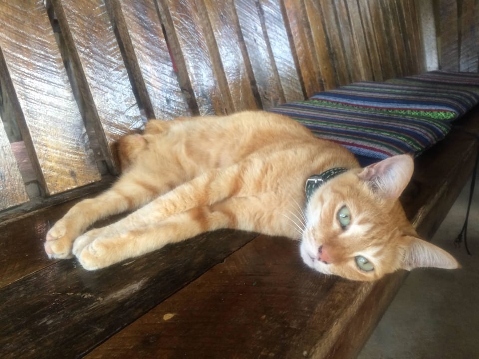 Dreibeinige Hotelkatze Hotel Lanta Castaway Resort