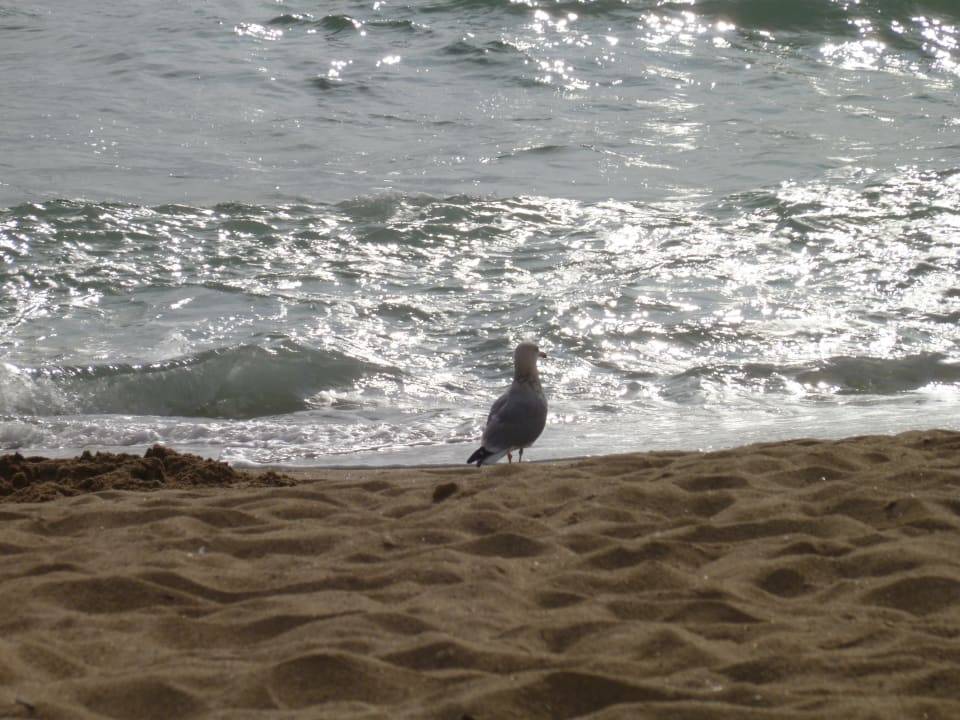 Möve am strand HVD Clubhotel Miramar