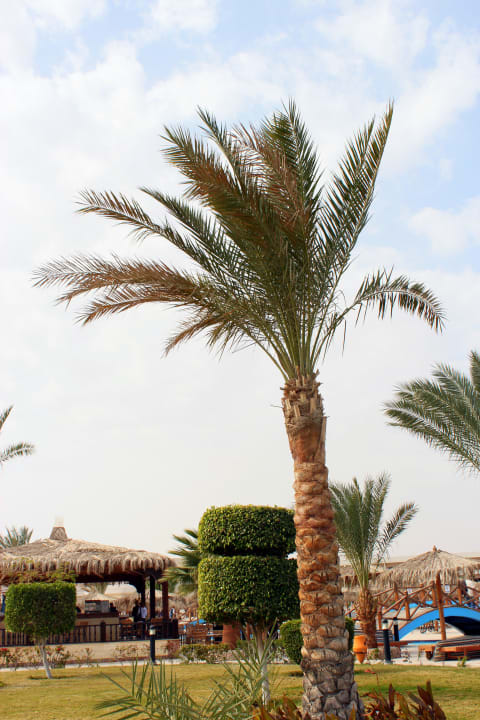 Территория отеля Hurghada Long Beach Resort