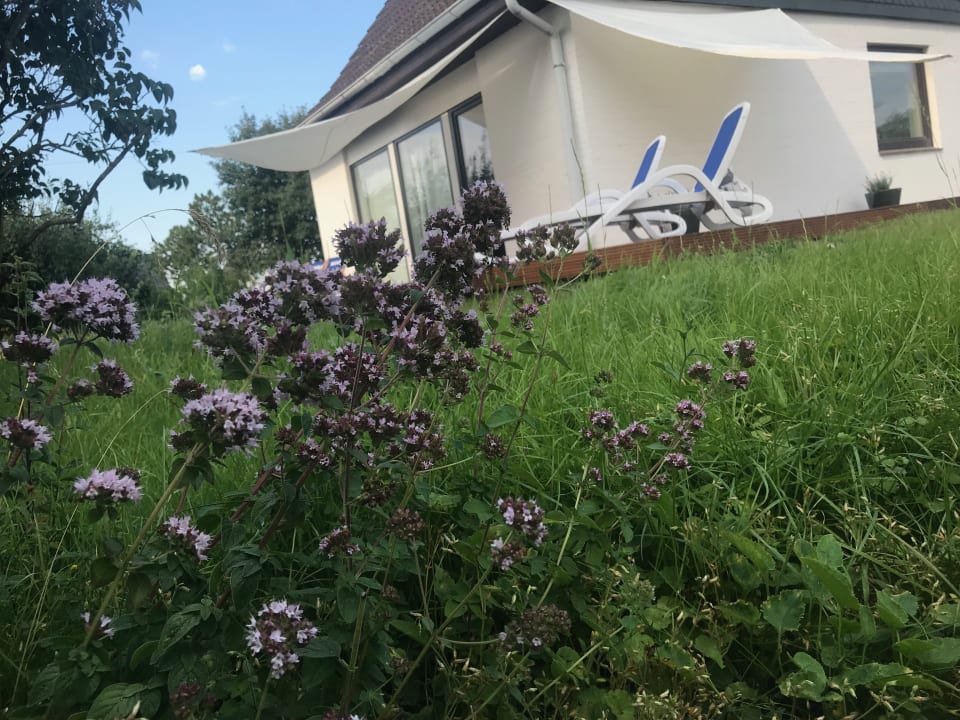 Gartenanlage Casa Marcu Wohnung 1