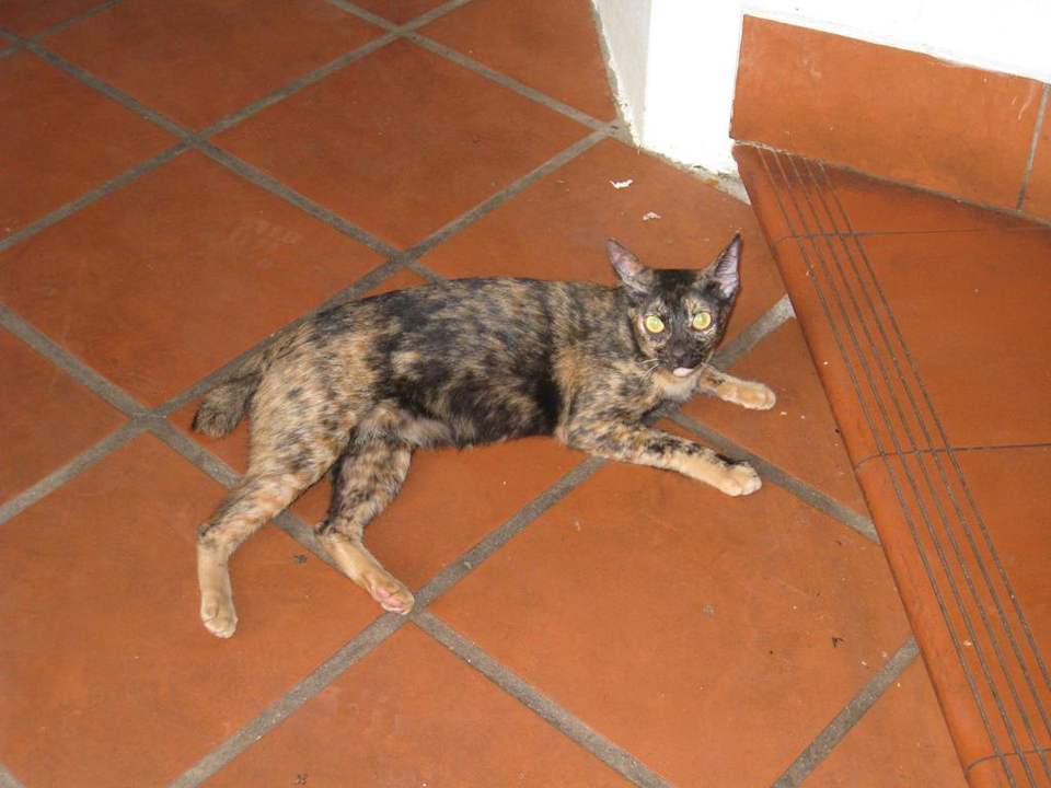 La mascota del hotel Hotel Coolabah Resort