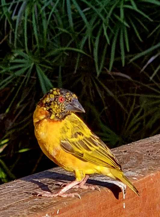 Gartenanlage Hotel Viva Dominicus Palace by Wyndham-All Inclusive Resort