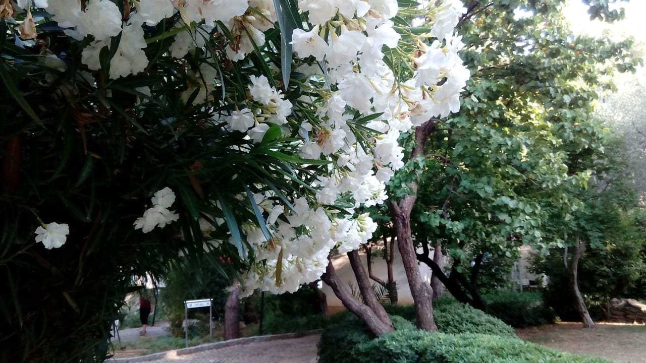 In der gesamten Anlage blühende Sträucher Teos Village