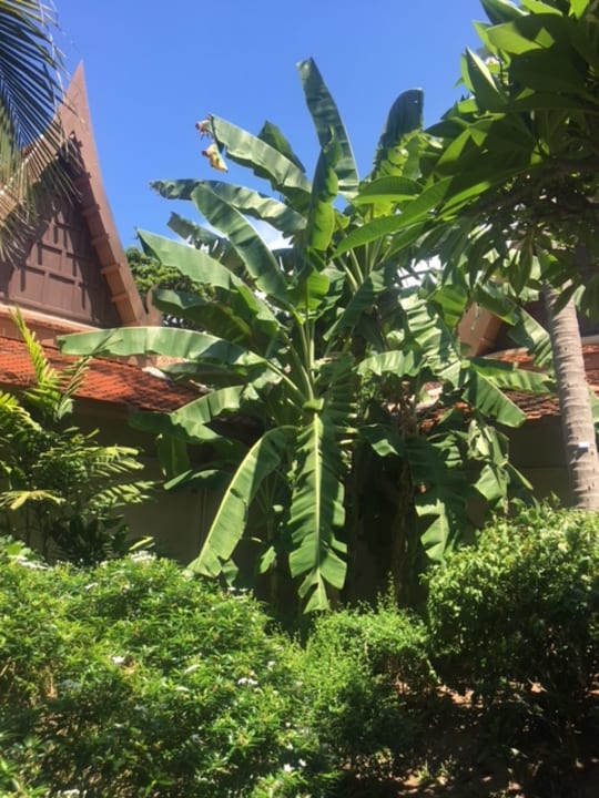 Gartenanlage The Fair House Beach Resort