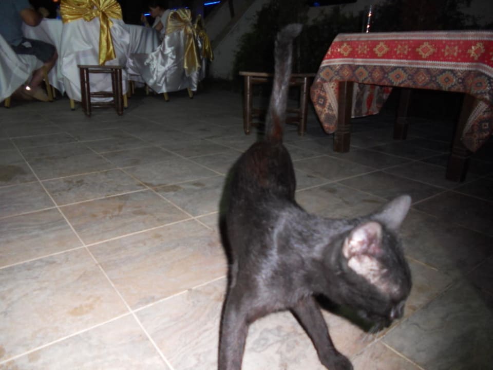 Overal katjes Saturn Palace Resort Hotel