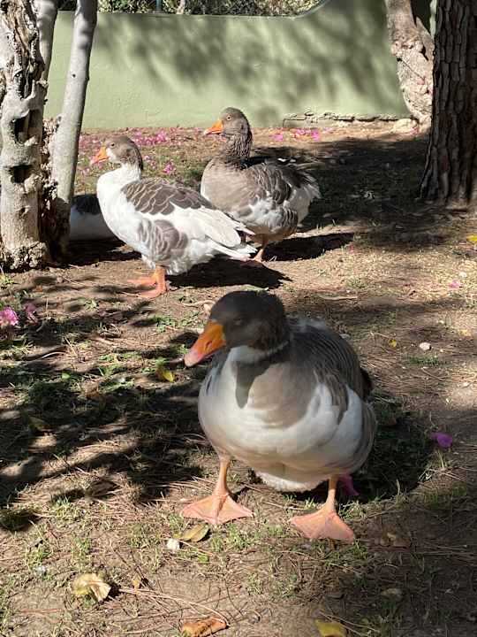 Gartenanlage VONRESORT Golden Beach