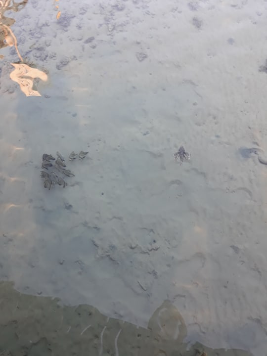 Strand Cleopatra Luxury Resort Makadi Bay