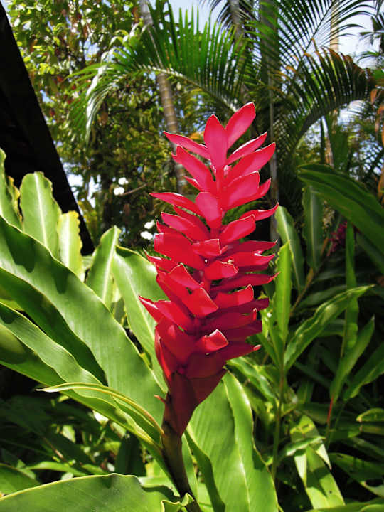  Garten Detail  Hotel Pousada do Ouro