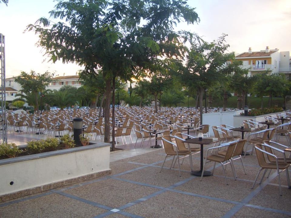 Showarena blau punta reina