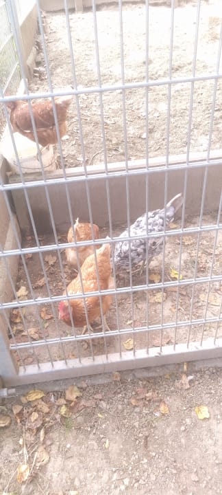 Sport & Freizeit Bauernhof Bernhardenhof