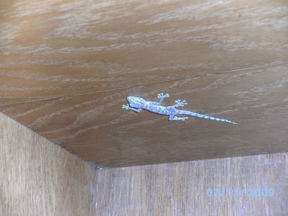 Unser Haustier Grand Makadi