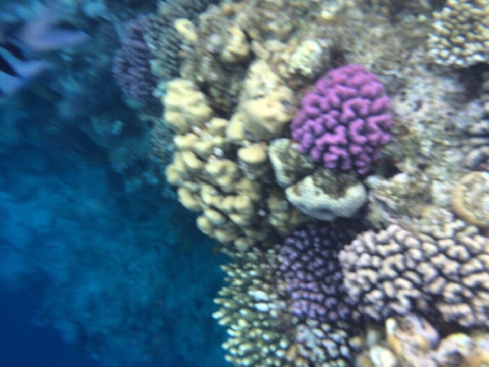 Grand Hotel The Grand Hotel Sharm El Sheikh