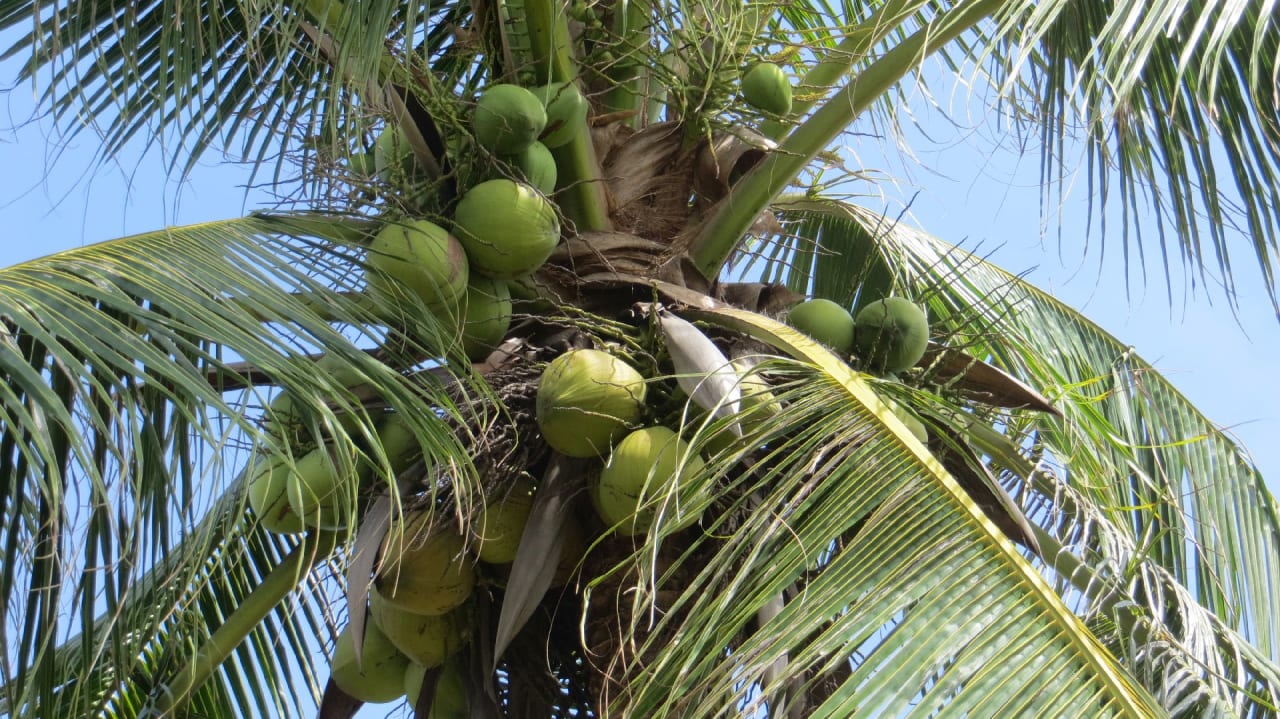 Gartenanlage Pandanus Resort