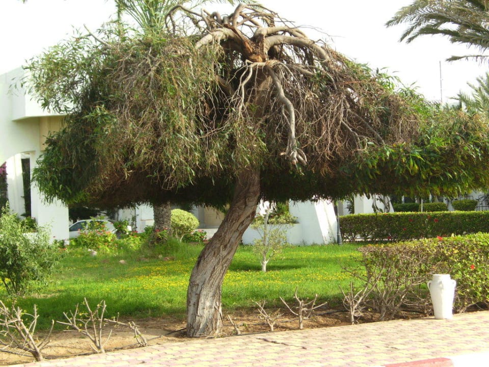 Baum  Hotel El Mouradi Djerba Menzel