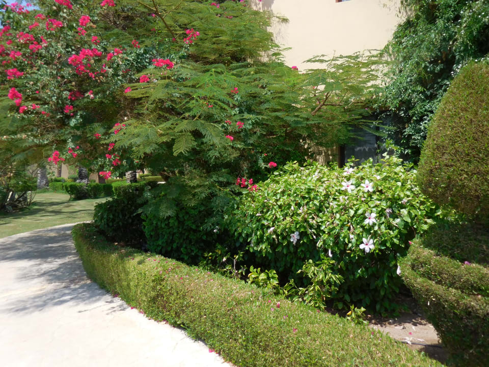 Gartenanlage Steigenberger Coraya Beach - Adults only