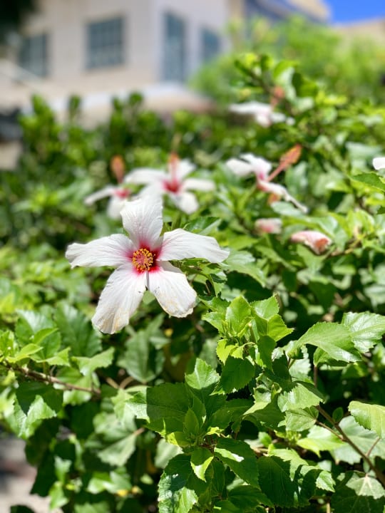 Gartenanlage TUI BLUE Oceanis Beach and Spa Resort