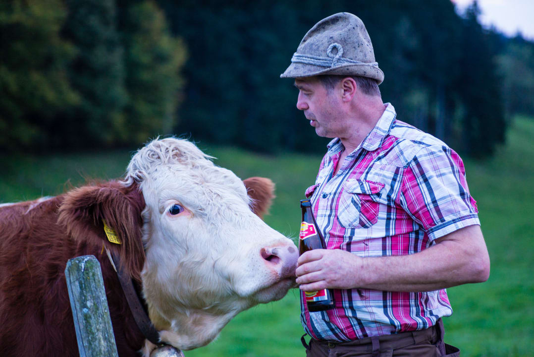 Jungvieh auf unsere Alm Kontakt auf Du und Du Ferienwohnungen Estermannhof