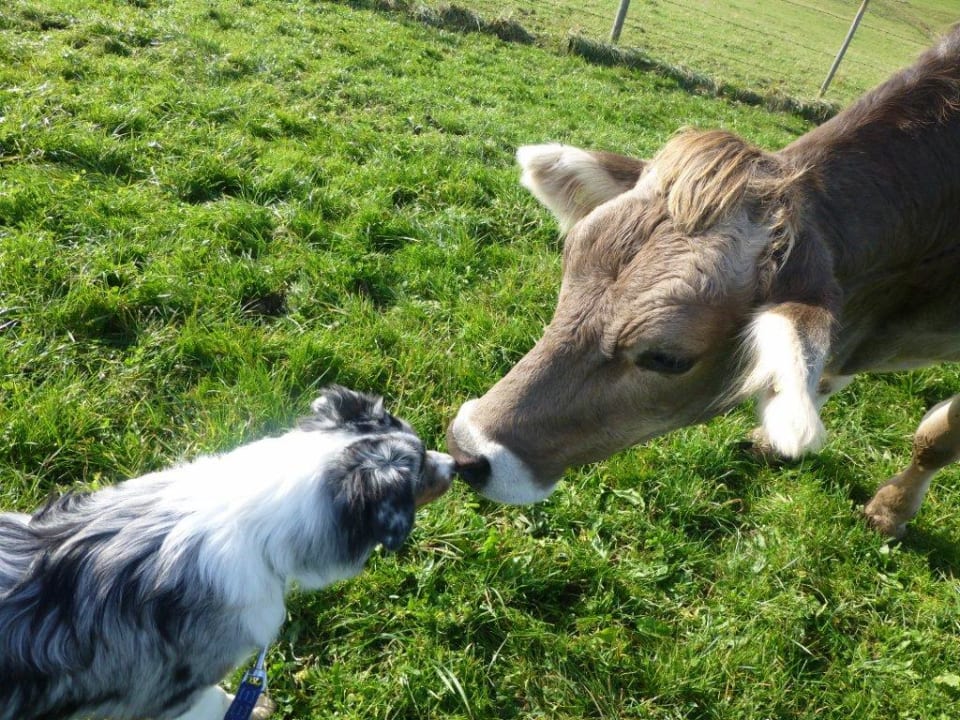 Unser Jasper küßt einen Schumpen Biohof Landhaus Klöck