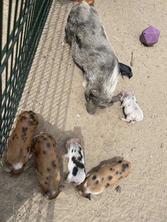 Sonstiges Center Parcs Park Zandvoort - Ferienhäuser