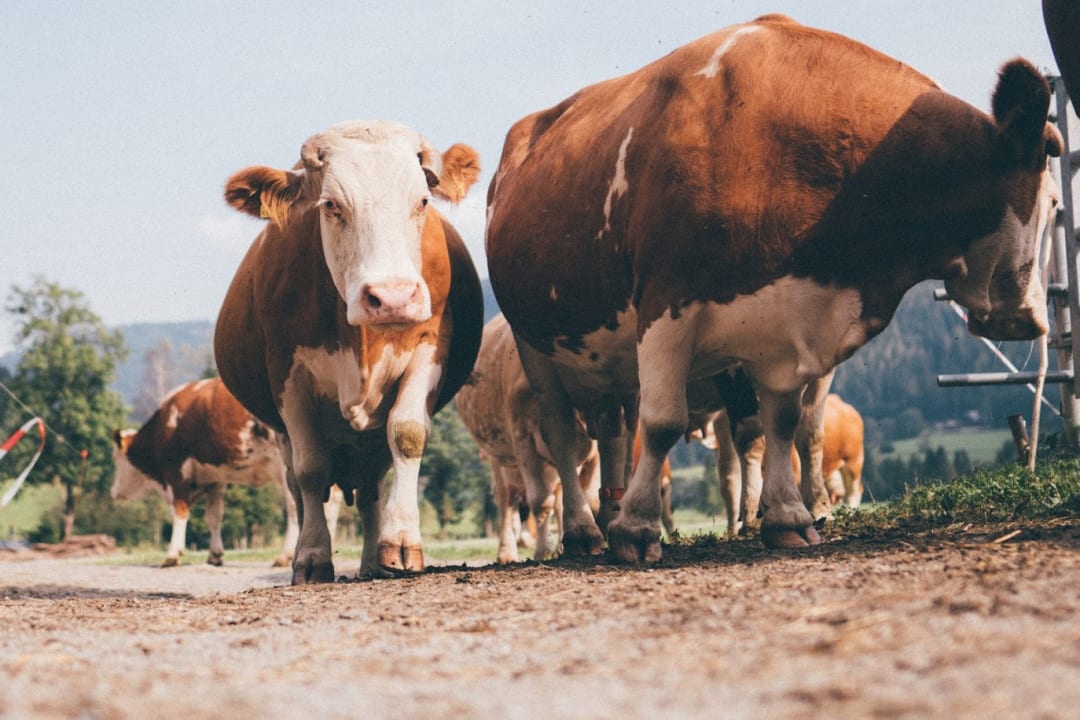 Sonstiges Ferienwohnungen Gullyhof