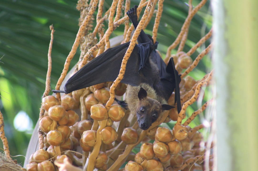 Flughund Kuramathi Maldives