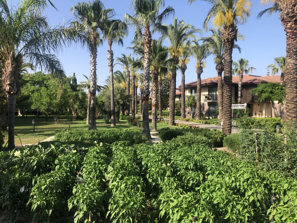Gartenanlage TUI BLUE Palm Garden
