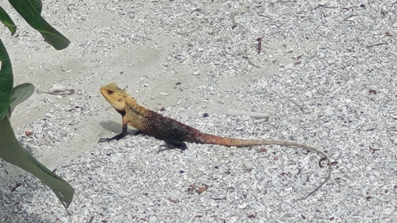 Gartenanlage TUI BLUE Olhuveli Romance