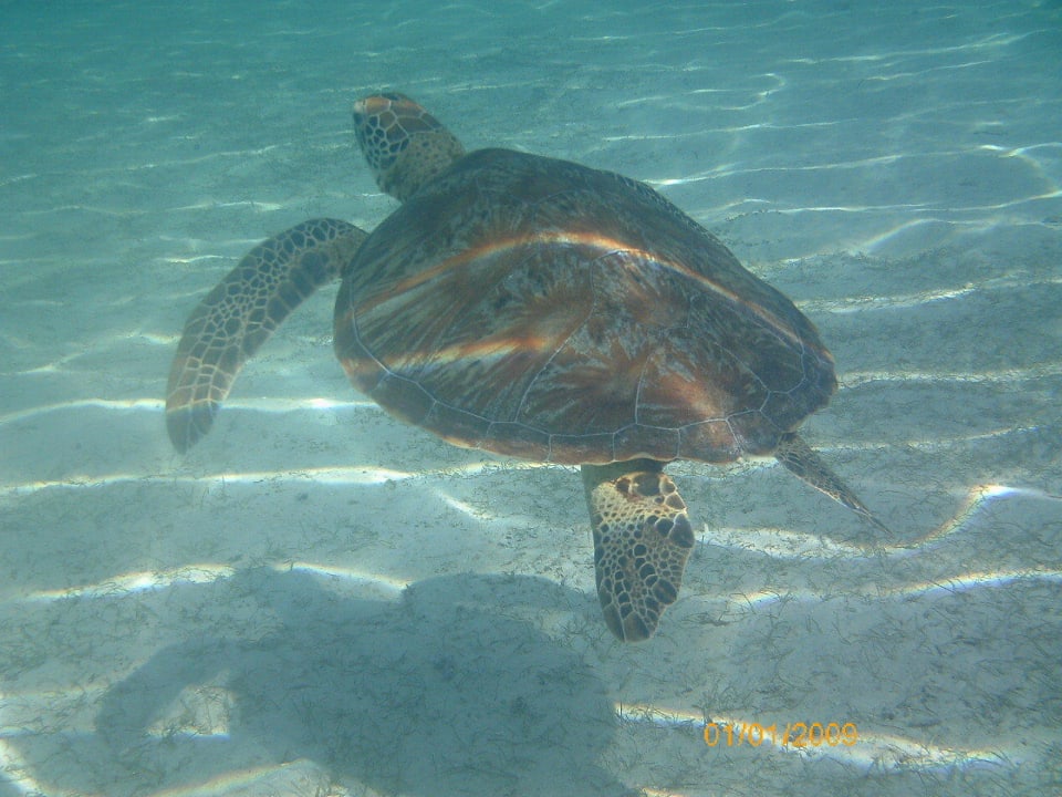 Direkt am Hotelstrand Kuredu Island Resort & Spa