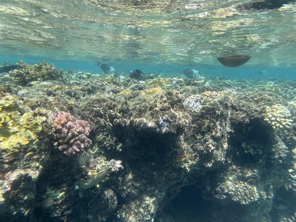 Strand Steigenberger Coraya Beach - Adults only